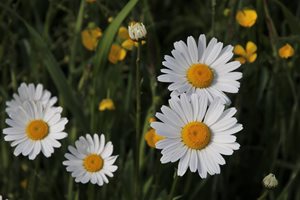 Camomile Tea