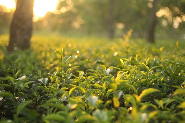 Darjeeling First Flush