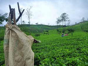 Ceylon Tea Bags